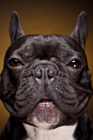 Funny portrait of french bulldog  on dark yellow backgroundの写真素材