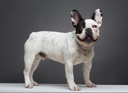 French bulldog sit and pose for camera on white tableの写真素材