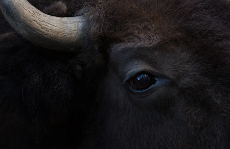 Close-up portrait of buffalo eye and horn in the zoo. Black buffalo looking at the camera. Its eyes are dark and black.の写真素材