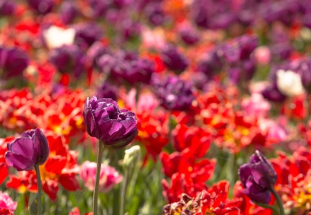 Beautiful purple tulip on blured flowers backgroundの写真素材
