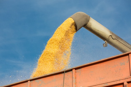 Pouring soy bean into tractor trailer. Grain being loaded into a truck trailer.の写真素材
