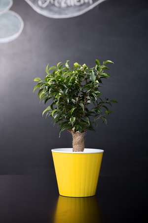 Flower pot over black background. Potted plant represented on table. Nice tree flower in studio.の写真素材