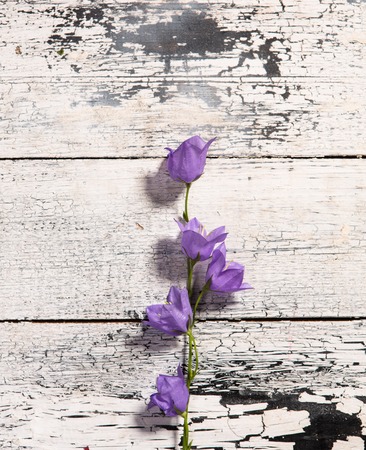 Bluebell flower on white wooden background.の写真素材