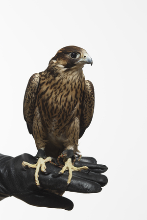 Falcon on a white backgroundの写真素材