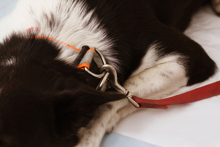 Close up shot of leash buckled to dogs collar. Dog with white and black fur laying down with collar on her neck and red leash buckled to it.の写真素材