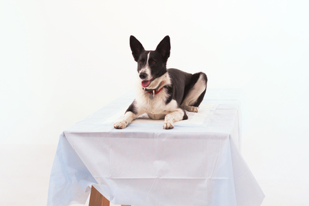 Dog laying down on white table in studio. Dog with white and black hair laying on white table on isolated white background.の写真素材