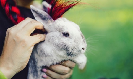 Close-up Bunny on Hands of Girl. Girl Vegetarian Hugging her Little Friend on Beautiful Nature in Forest. Connection with Animals.の写真素材