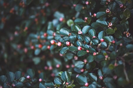 Small pink flower buds of garden Azalea among dark green leaves. Green floral background. Green plant hedge.の写真素材