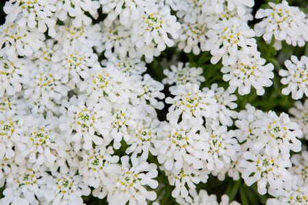 White small flowers blooming in a meadow in nature outdoors. Close up shot. Floral background.の写真素材