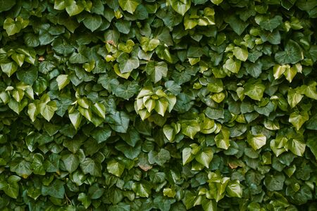 Thick curly ivy. Hedera Helix ivy. Green floral background. Green plant hedge.