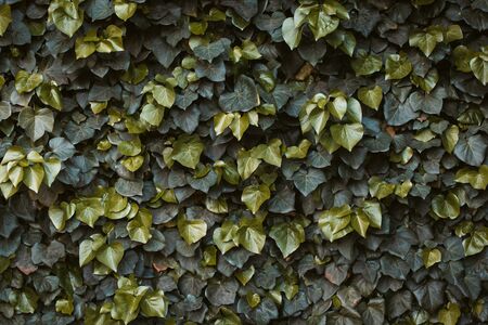 Green ivy hedge. Hedera Helix ivy. Green floral background. Green plant on the wall. Leaves texture.の写真素材