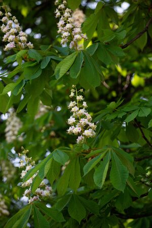 Blossoming chestnut tree. White flower candles among fresh green foliage. Green Floral background.の写真素材