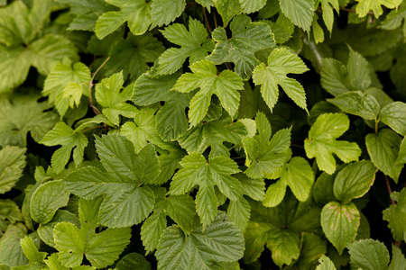 Grapes or ivy, hedge. Close up shot. Green floral background or leaf texture.