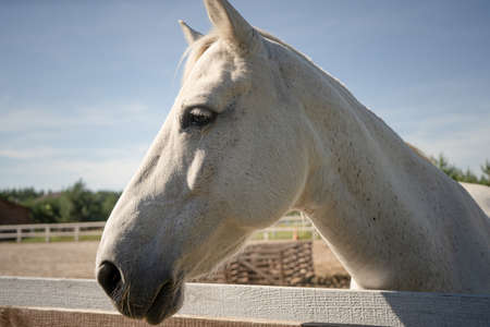Purebred white horse outdoor. Profile of mare with sad expression of muzzle against background of...