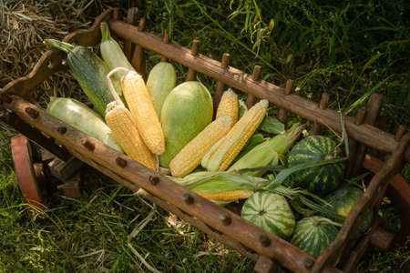 Autumn harvest concept. Melon, zucchini, watermelon in old wooden trolley on green grass. Close up shot. Top view.の写真素材