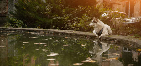 Beautiful white husky resting while lying on edge of pond. Large dog is reflected in water on sunny day.の写真素材