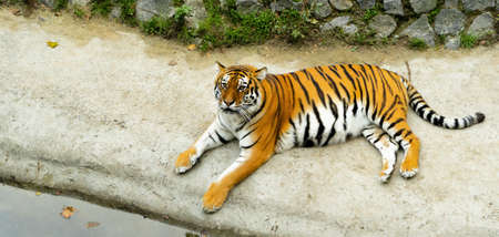 Large striped tiger is resting lying on the ground near water. Adult mammal predator living in zoo....
