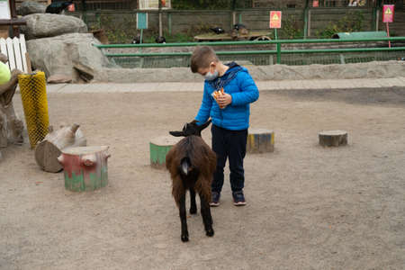 Preschooler boy feeding a goat in contact zoo outdoors. Kid in protective mask due to quarantine. Autumn holidays concept. October, 2020. Kiev, Ukraine.のeditorial素材