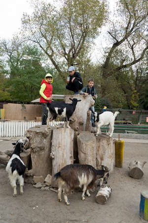 Children play with goats in contact zoo outdoors. Three boys and goats climbed onto large wooden logs. October, 2020. Kiev, Ukraine.のeditorial素材