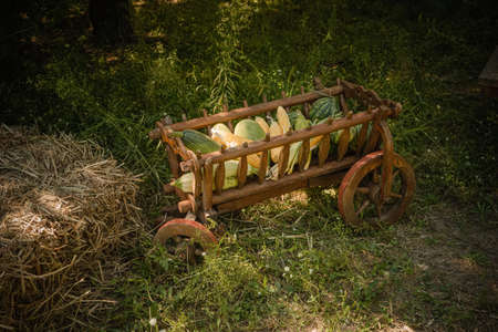 Fresh vegetables, Autumn harvest in old wooden trolley on green grass next to the hay. Side view. Toned image. Nature background.の写真素材