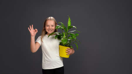 Positive teen girl shows ok gesture holding houseplant, green flower in yellow pot. Isolated on gray background. Copy space.の写真素材