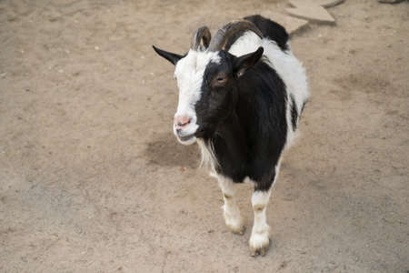 Black and white goat looking at the camera of visiter in zoo park. The begging gaze of an animal...