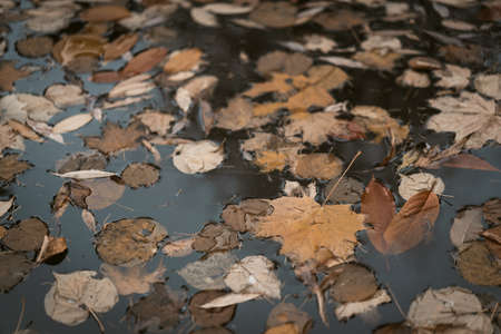 Beige Autumn Foliage Floating in the Cold Waters of the Pond in the Country. Cloudy Sad Autumn Day...
