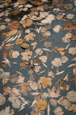 Brown Autumn Foliage in a Stagnant Water of a Pond in a Park. Autumn Monday Morning Full of...