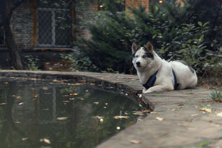 White with black ears Husky wearing walking schleia looks at camera while laying on fountain or pond...