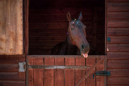 Beautiful horse looking over the stable doors with braided mane. Beautiful brown ranch horse with braided mane. Big bodied ranch gelding. Horse from the ranch.の写真素材