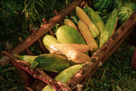 Manger filled with gifts from the fields of corn, watermelon, zucchini standing decoration in the garden near the house.の写真素材