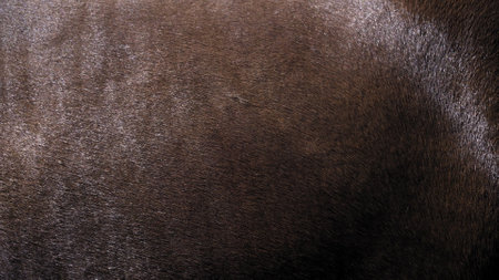 Short fur of a well-groomed horse of brown color with a shade or gleam of sunlight.の写真素材