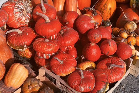 Food market. pile of colorful pumpkins on street food market. Turban squash red. Orange pumpkins at outdoor farmer market. big number of orange flat pumpkins. Organic agriculture food market.の写真素材