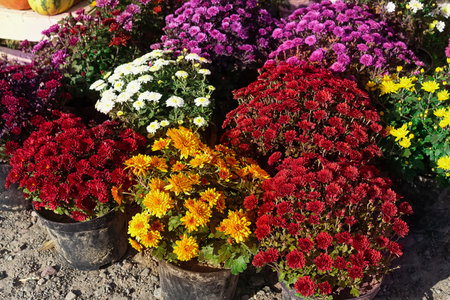 Autumn garden. Beautiful colorful flowers at street gardener market. Flower at farmer market. Many of different colors in outdoors flower shop.の写真素材