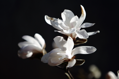 magnolia flowering 1のeditorial素材