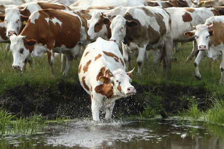 cowsのeditorial素材