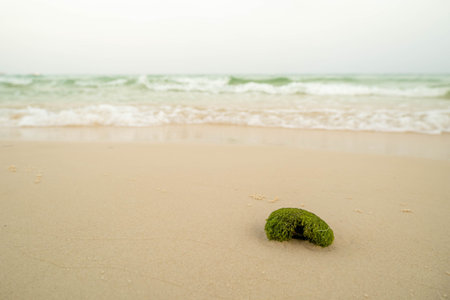 Green Marimo Algae on a Pristine Sandy Beach with Ocean Waves