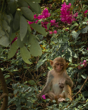 Macaques have breakfast on monkey Island