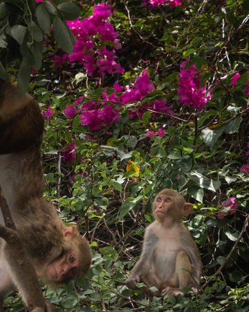 Macaques have breakfast on monkey Island