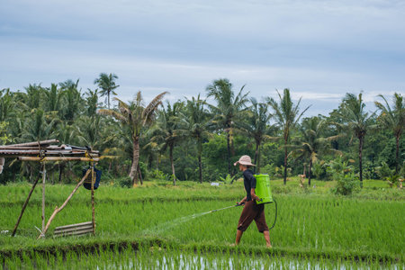 Farmer Spraying Crops in a Lush Rice Fieldのeditorial素材