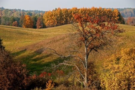 Yellow autumnal tree and golden hills  Masuria の写真素材