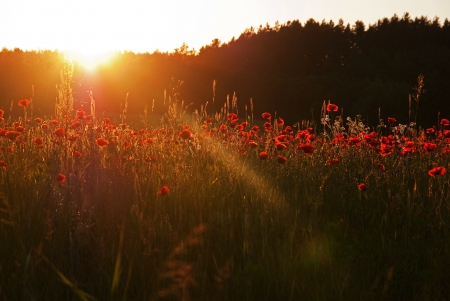 Poppies fieldの写真素材