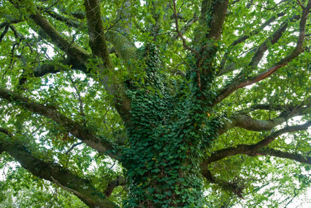 Oak entwined with ivyの写真素材