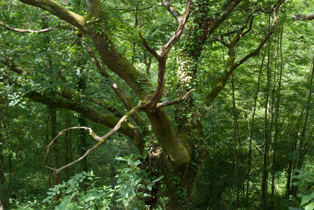 Oak entwined with ivyの写真素材