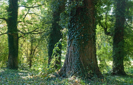 Mysterious old romantic parkの写真素材