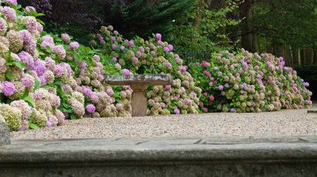 Park Alley with hydrangeas