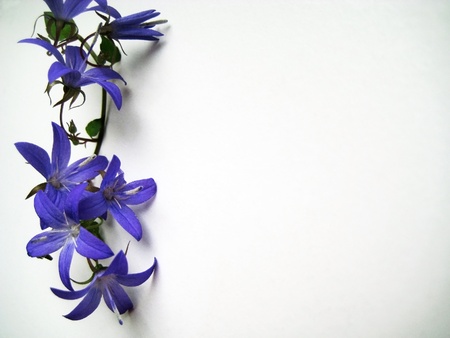 tiny branch with blooming blue bellflowers backgroundの写真素材
