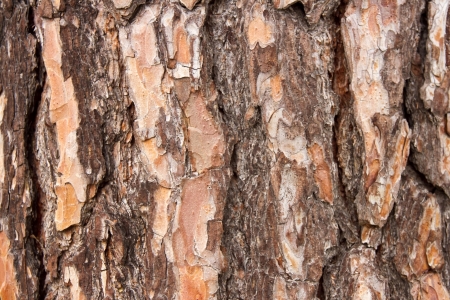 bark of pine tree - background, texture