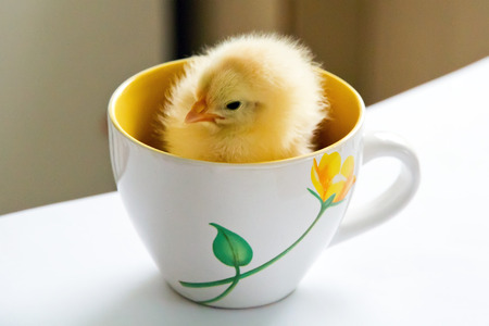 one yellow chick sitting in a cup with flower on a whiteの写真素材