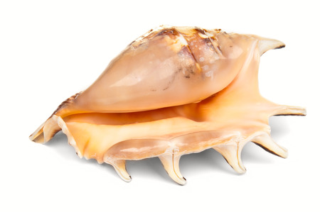 Shell on white background